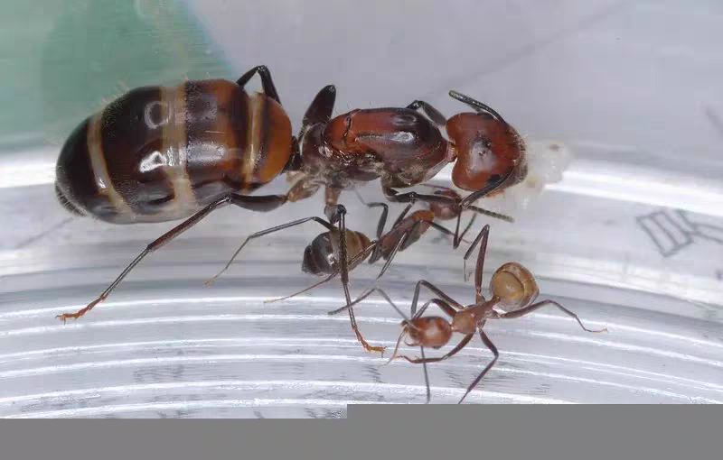 Camponotus nicobarensis(尼科巴弓背蚁)