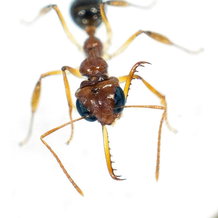 Myrmoteras binghamii (宾氏长齿蚁)
