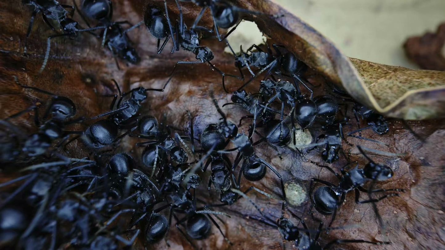 Polyrhachis pubescens (半眼多刺蚁)