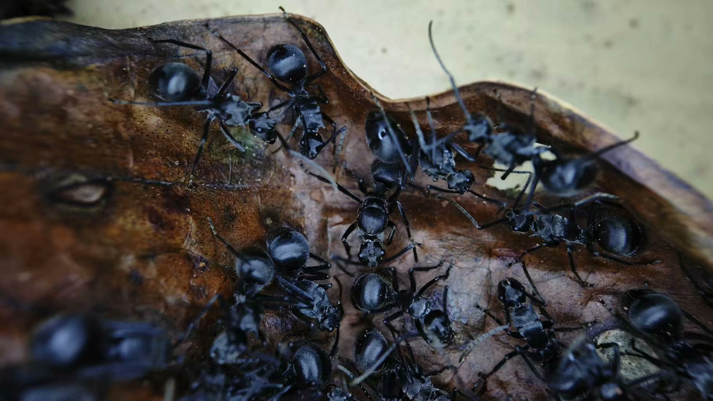 Polyrhachis pubescens (半眼多刺蚁)