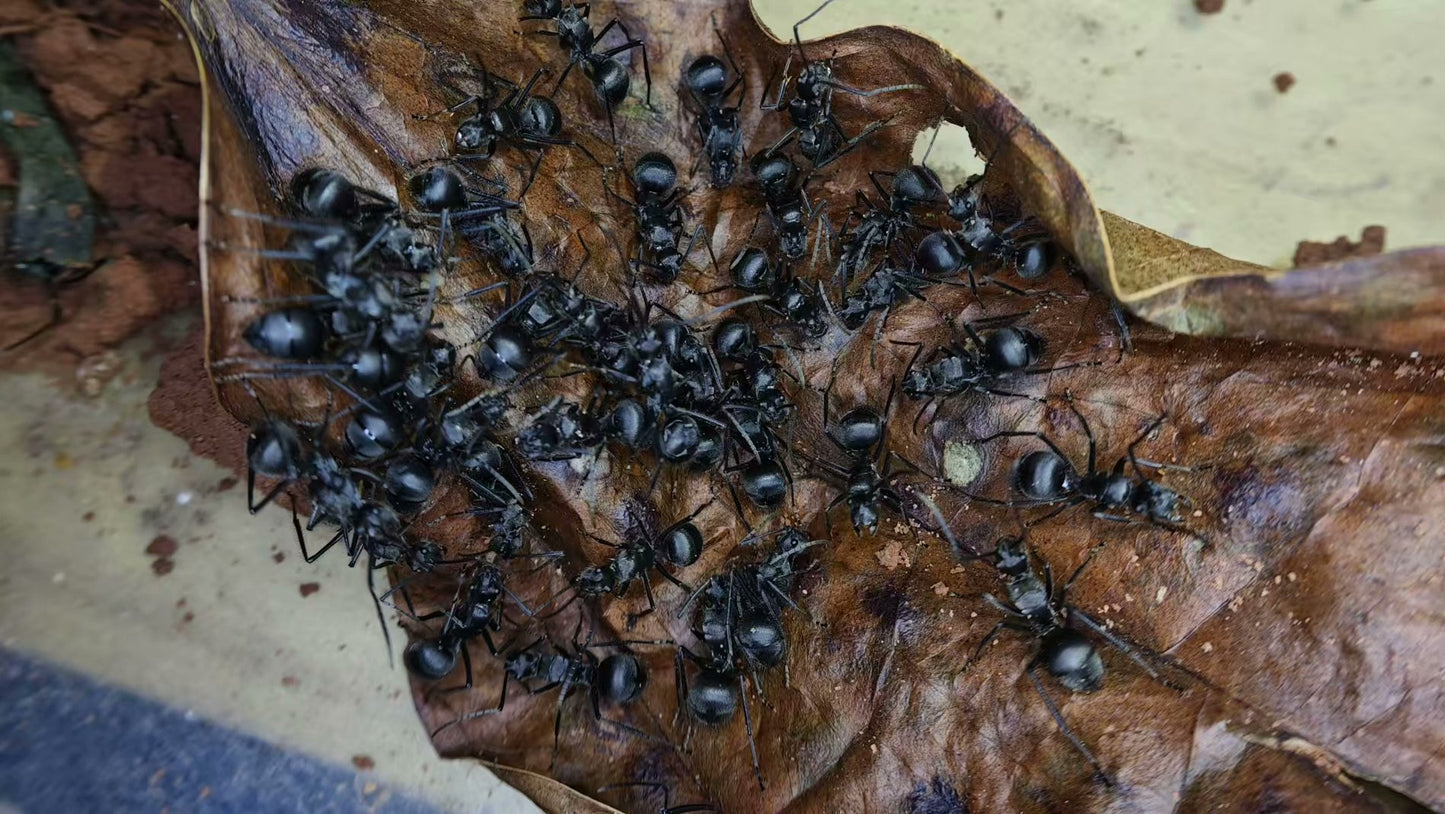 Polyrhachis pubescens (半眼多刺蚁)