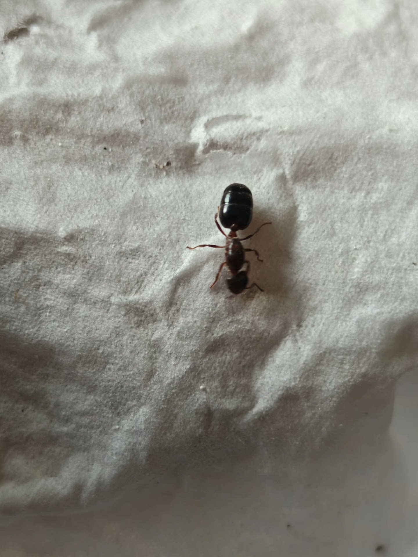 Crematogaster rogenhoferi (黑褐举腹蚁, 台湾地区:悬巢举尾蚁)