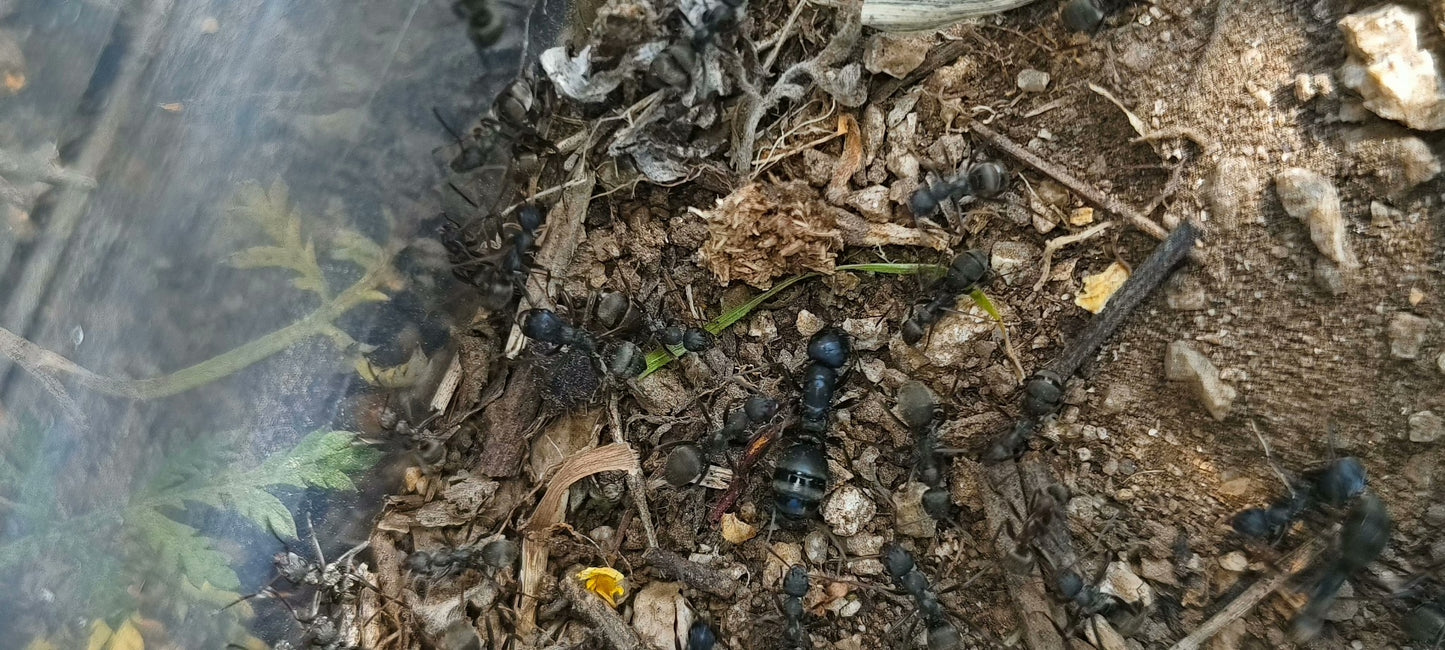 Polyergus samurai (斗士悍蚁)