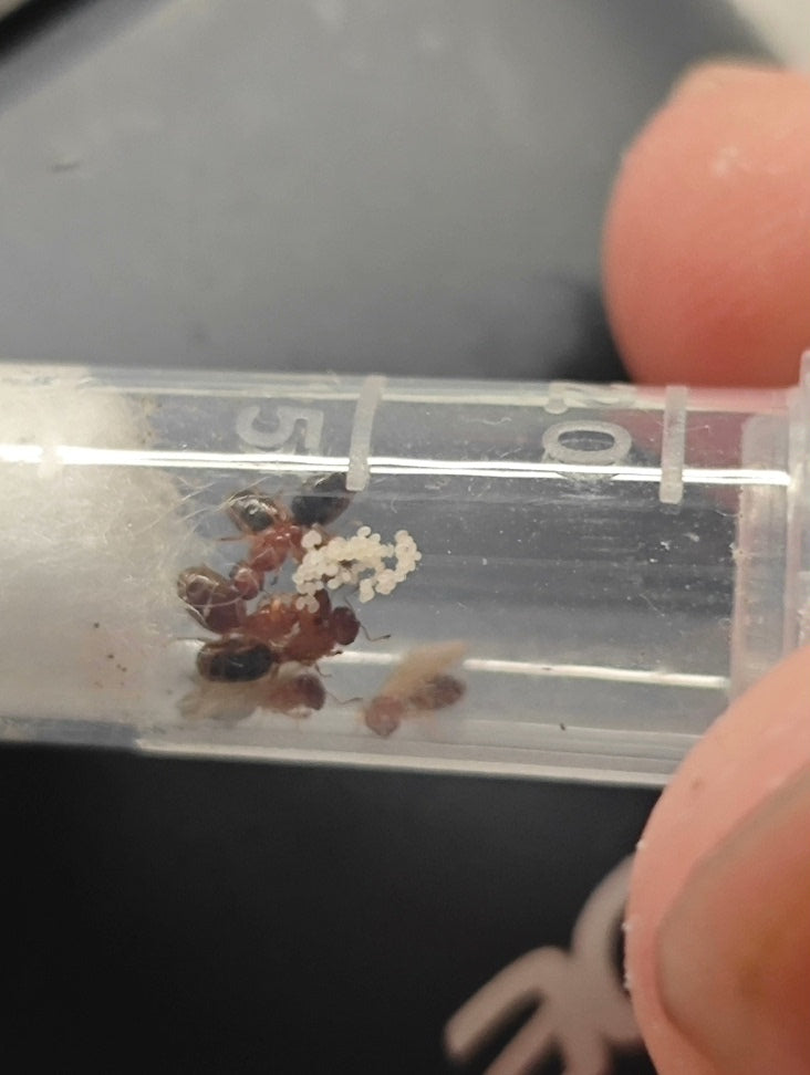 Pheidole parva (矮大头蚁)