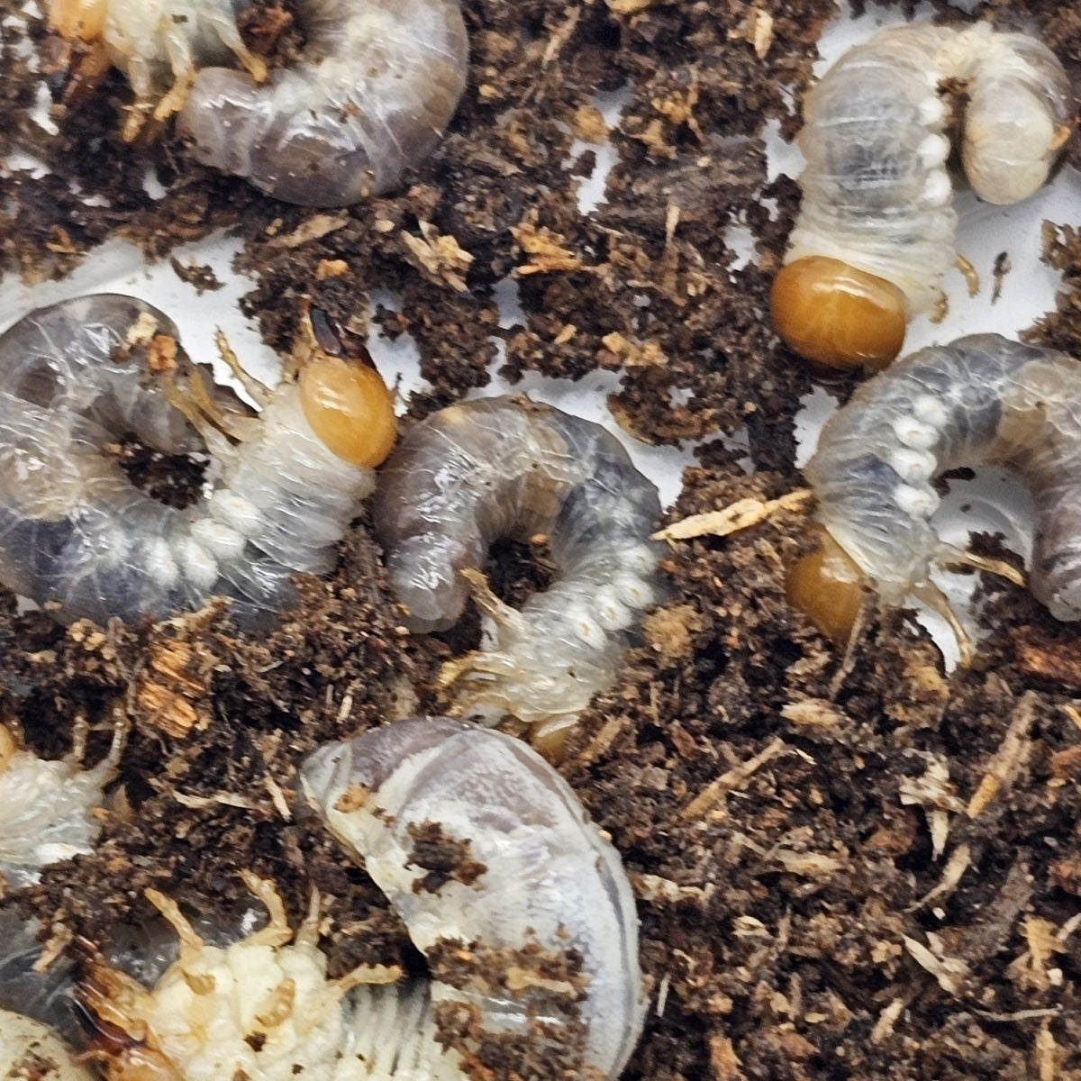 Cyclommatus scutellaris(黯环锹甲)