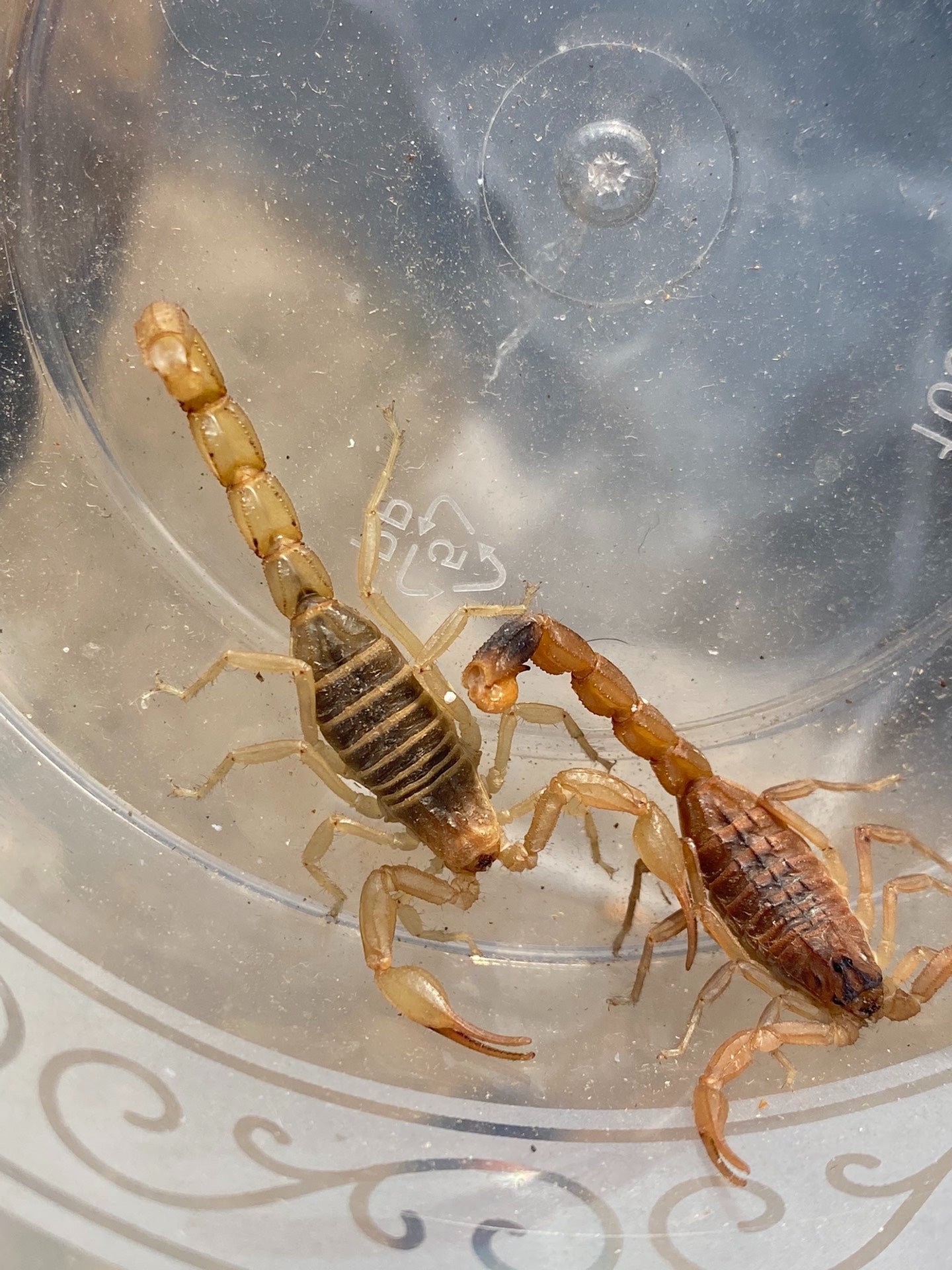 Mesobuthus martensii(东亚钳蝎)