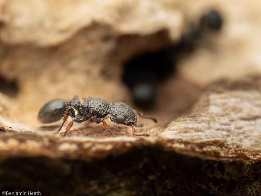 Cataulacus granulatus(粒沟切叶蚁)