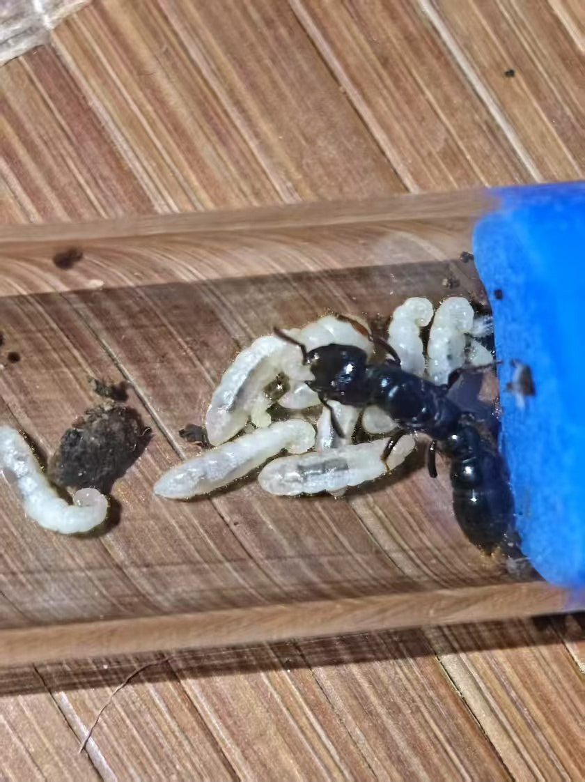 Myopopone castanea (红矛猛蚁)