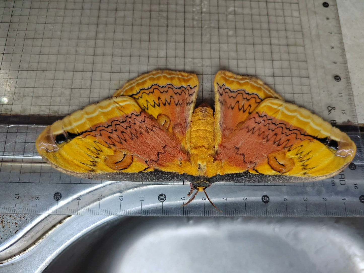 Loepa oberthuri(红豹大蚕蛾)