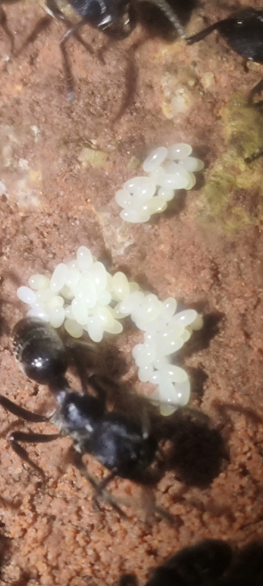 Odontoponera denticulata (齿唇齿猛蚁)