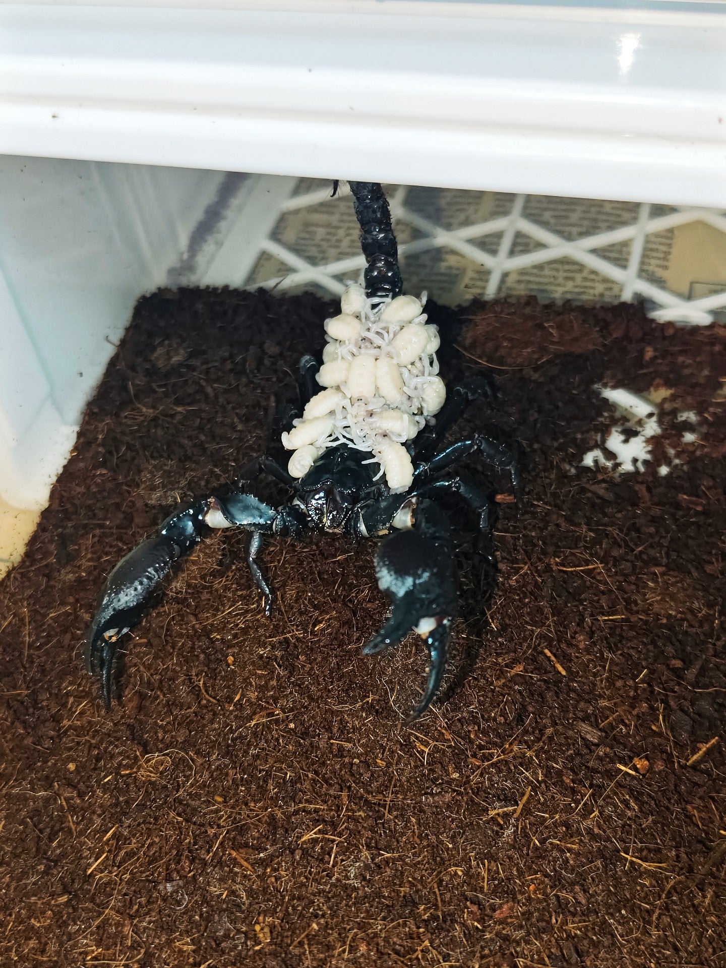 Heterometrus silenus(林神异距蝎)