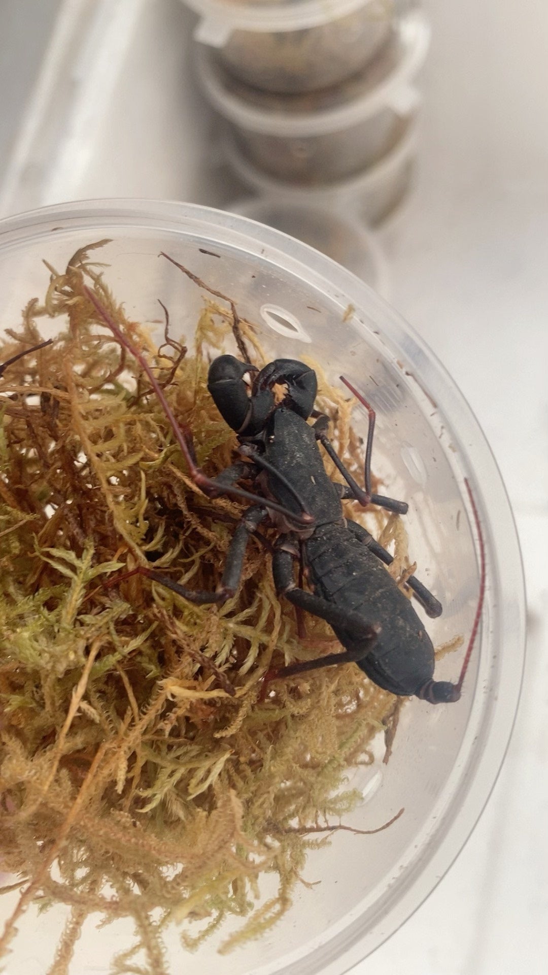 Typopeltis sinensis(中华盾鞭蝎)