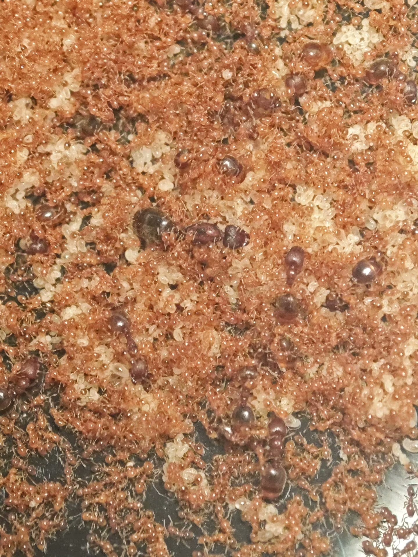 Carebara bengalensis (孟加拉盲切叶蚁)