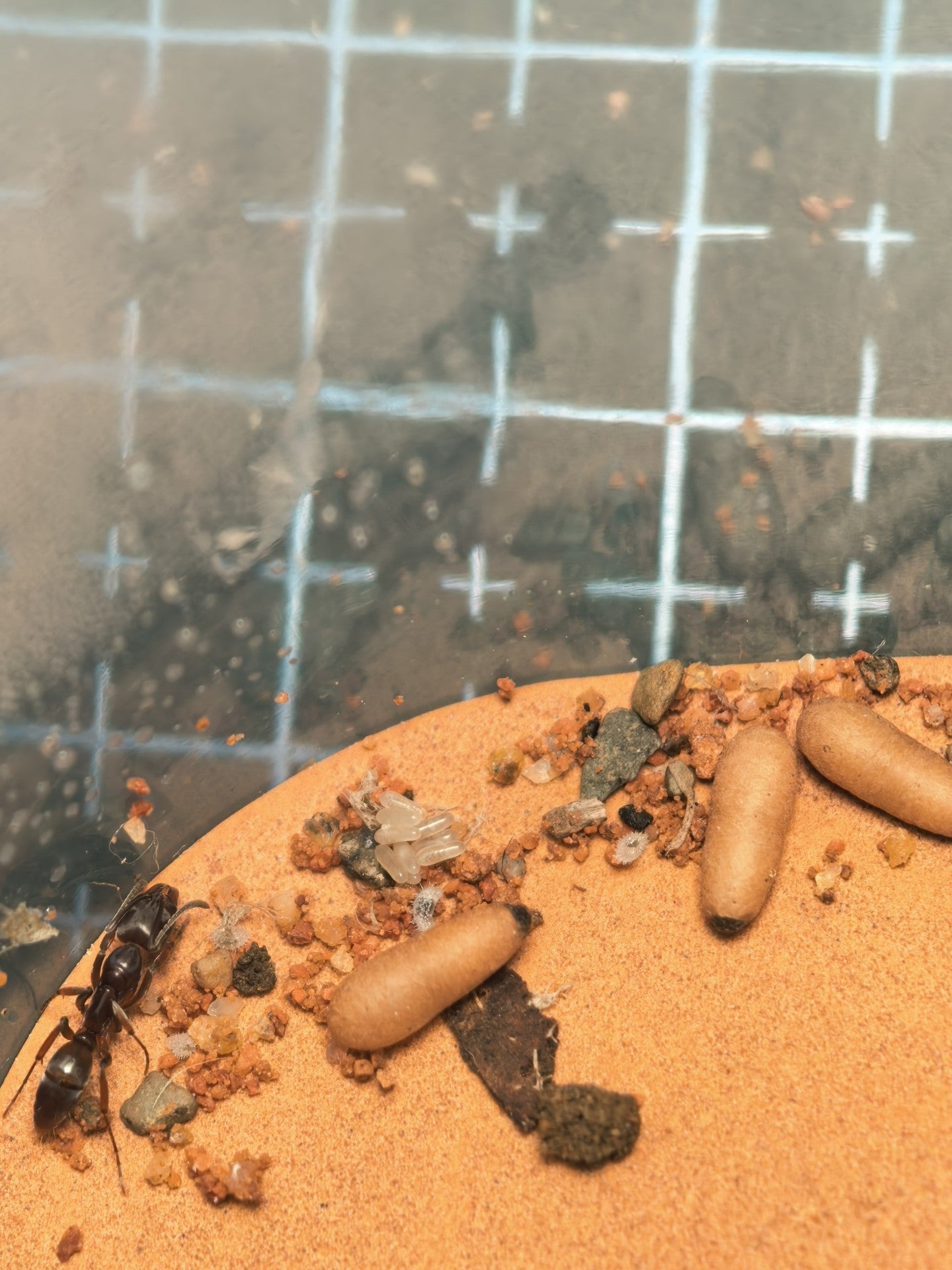 Mesoponera melanaria (拟黑中猛蚁)