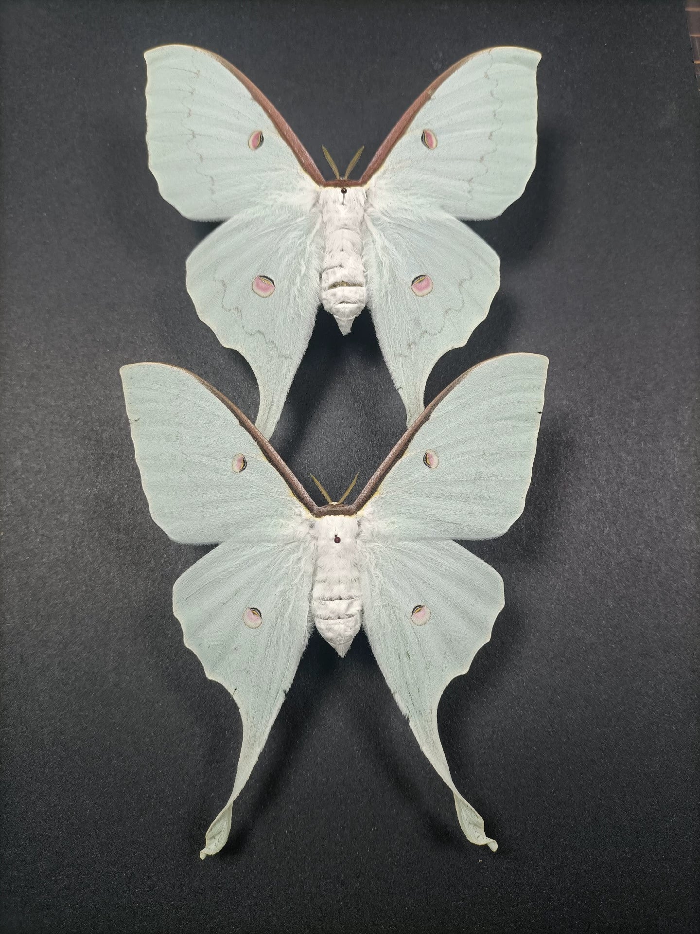 Actias sinensis华尾大蚕蛾