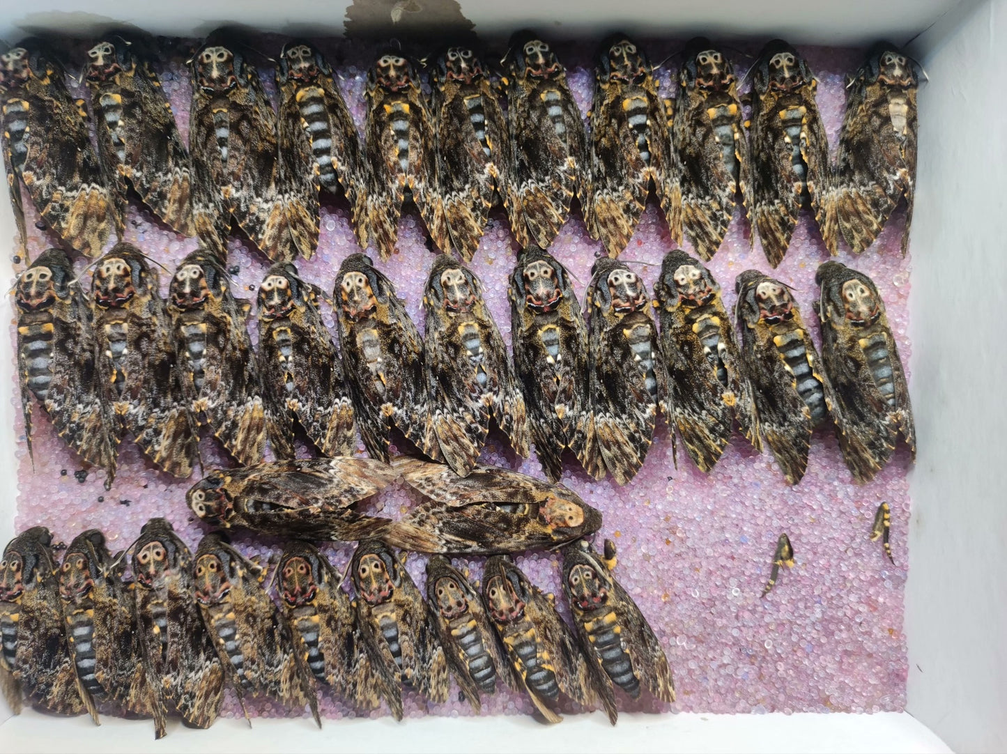 Acherontia atropos(鬼面蛾)