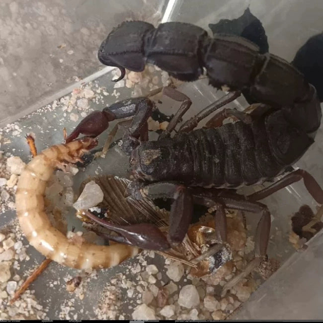 Androctonus gonneti(贡内特黑肥尾蝎)