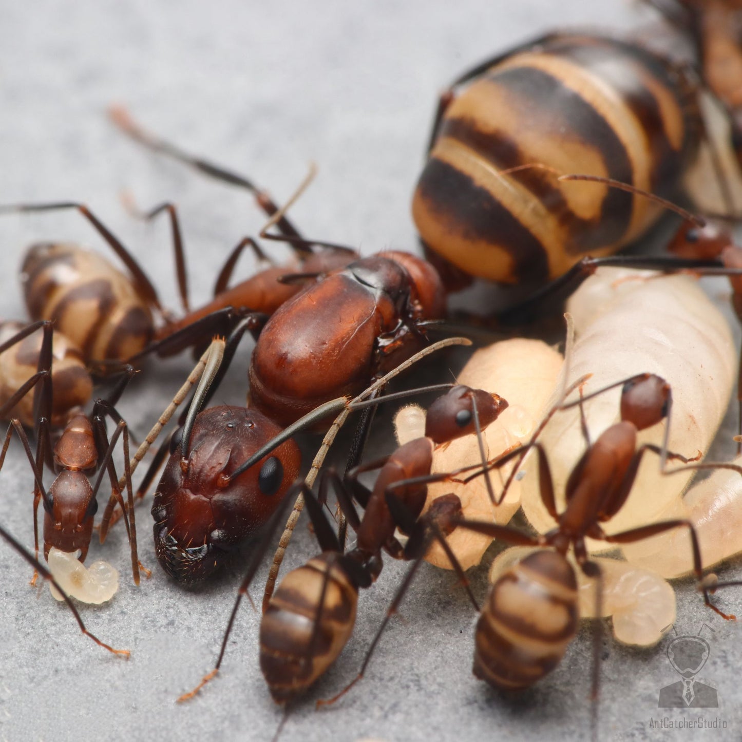 Camponotus habereri (哈氏弓背蚁, 台湾地区:臭巨山蚁)