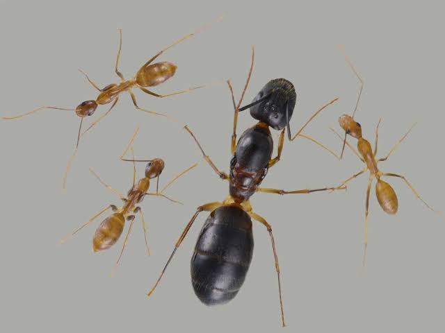 Camponotus irritans (光腹弓背蚁, 台湾地区:高雄巨山蚁)