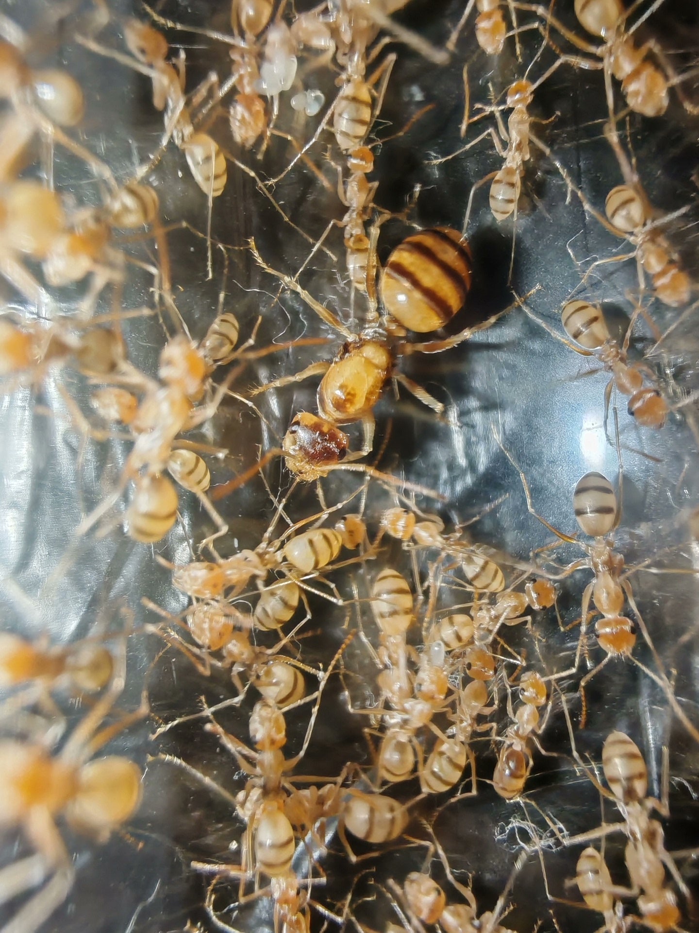 Cataglyphis pallida(透明箭)