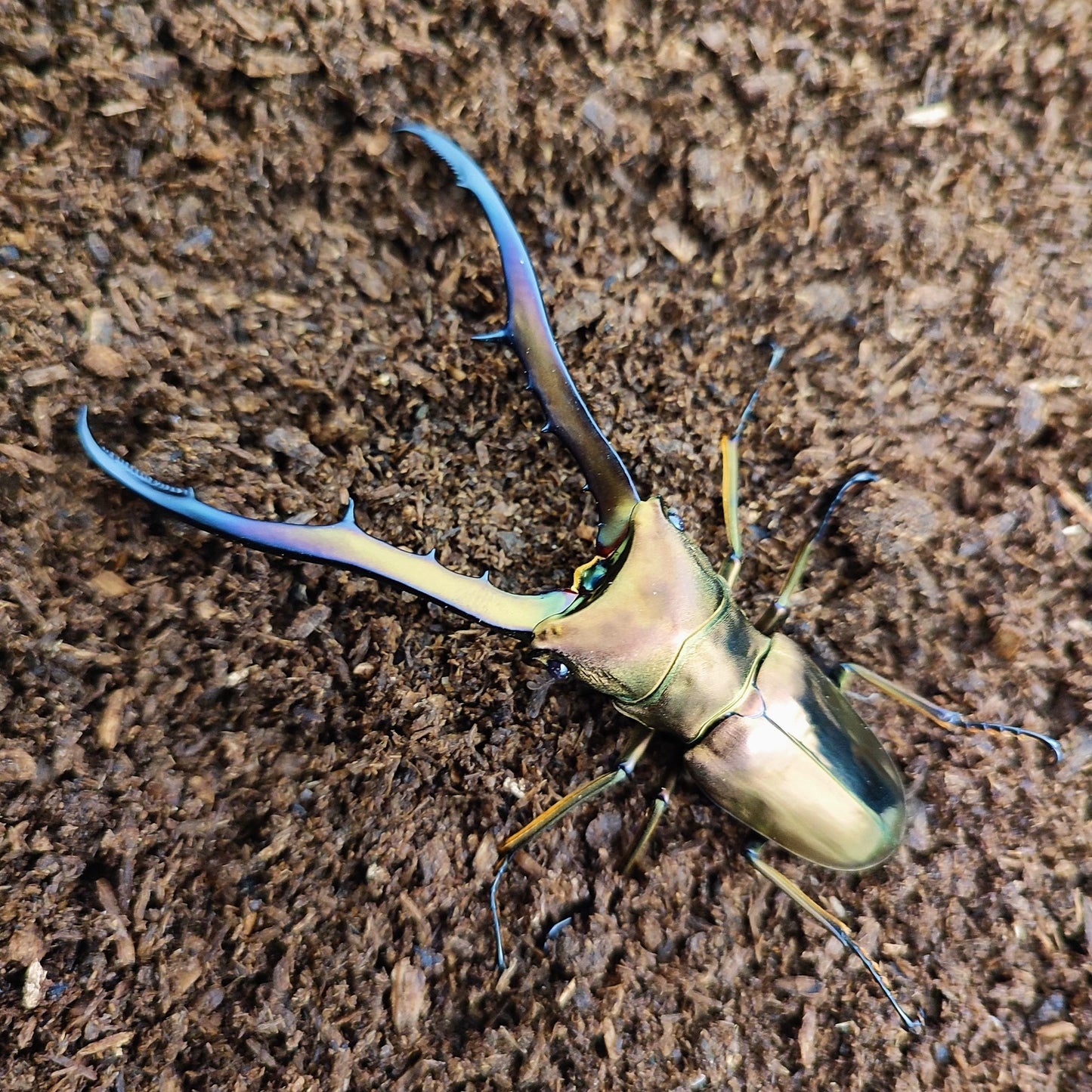 Cyclommatus metallifer finae(美他力弗细身赤锹甲)