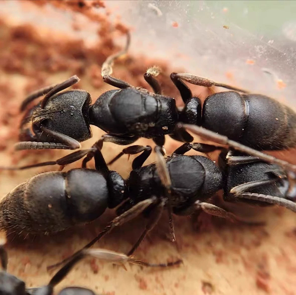 Ectomomyrmex zhengi(郑氏扁头猛蚁)