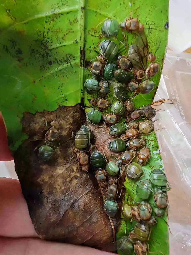 Oecophylla smaragdina(黄猄蚁)