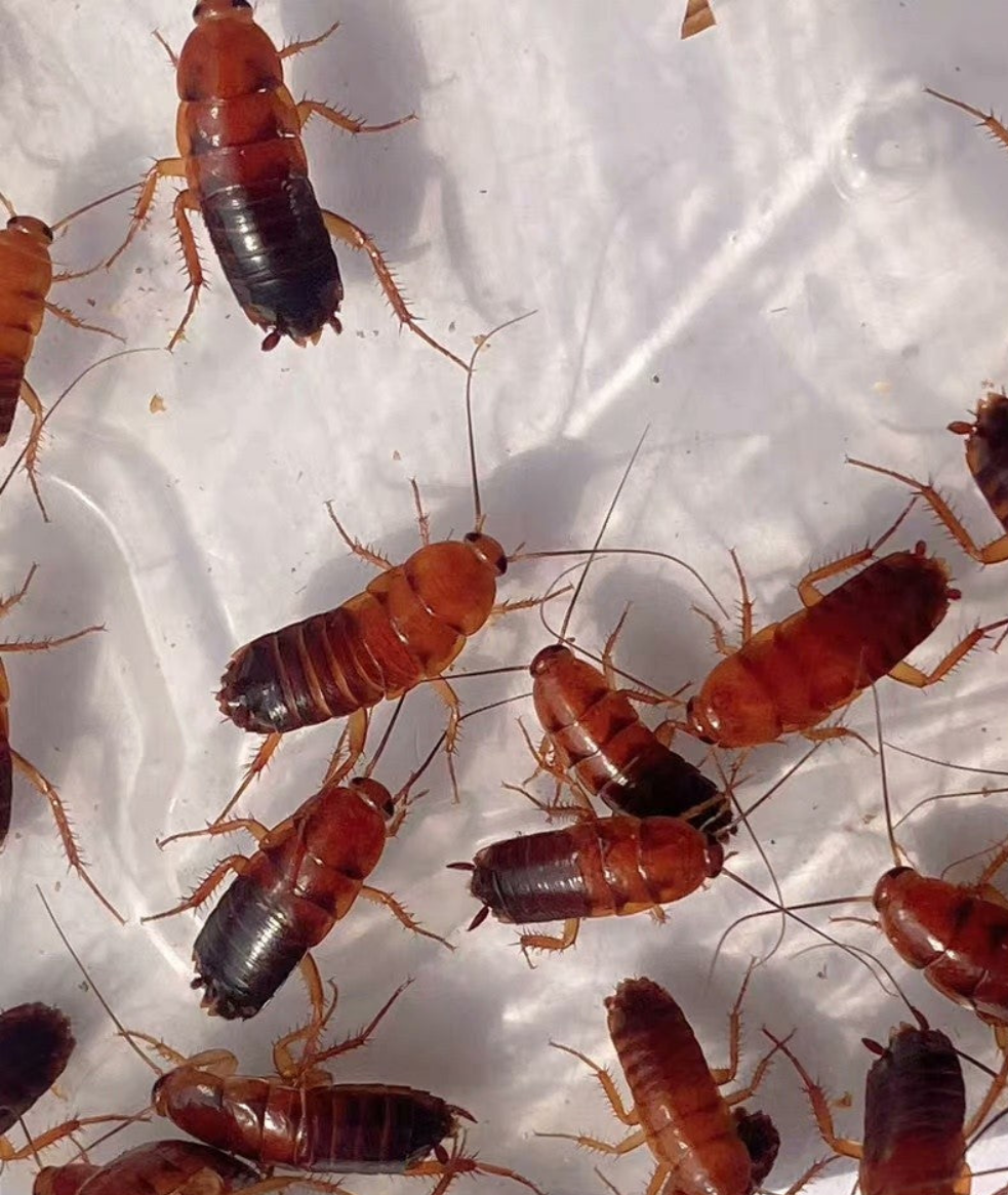 🍒 red runner (樱桃蟑螂)