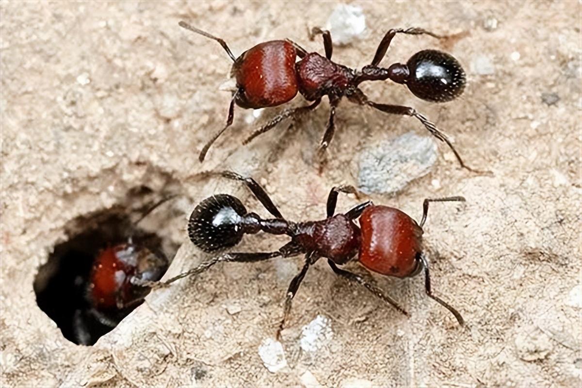 Messor barbarus (野蛮收获蚁)