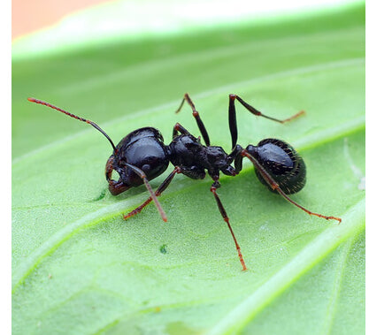 Messor capitatus (大头收获蚁)