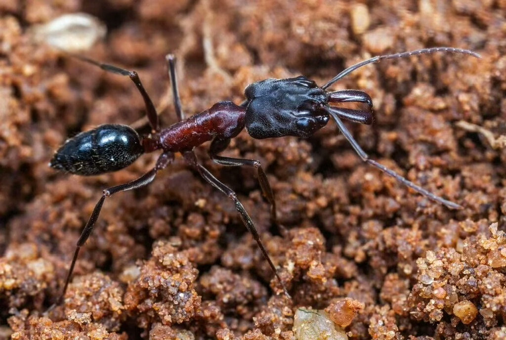 Odontomachus troglodytes(穴居大齿猛蚁)