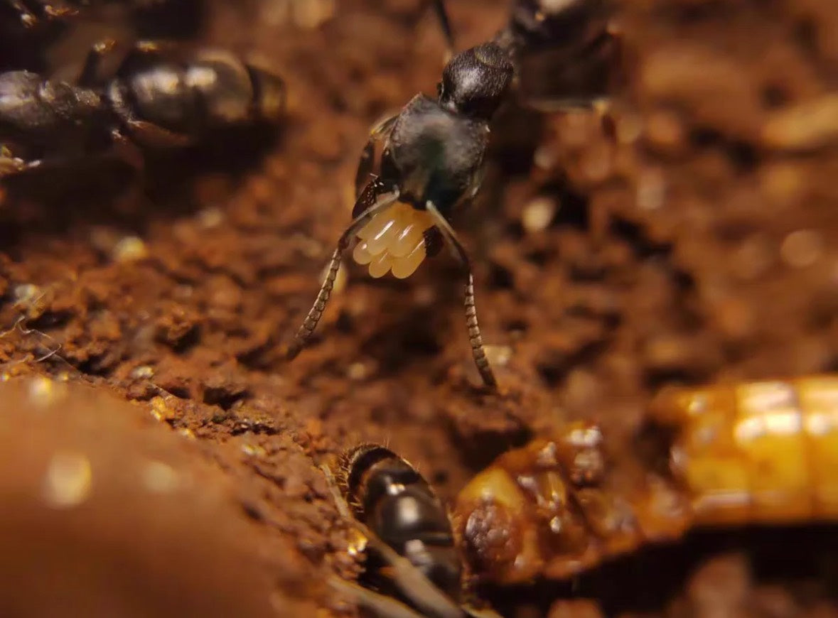 Ectomomyrmex astutus(敏捷扁头猛蚁)