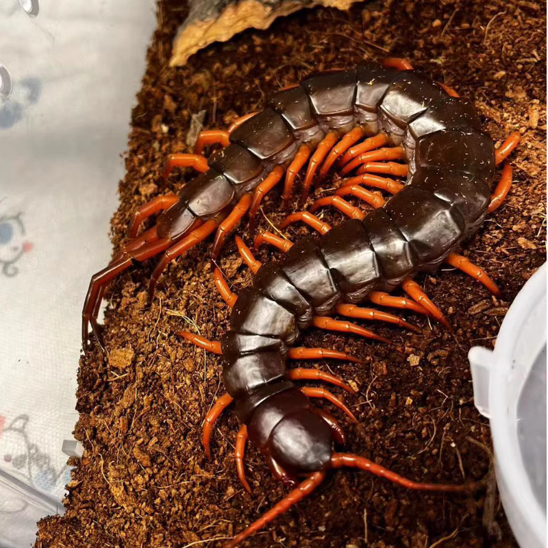 Scolopendra dehaani 'vietnam' orange legs(越南巨人蜈蚣橙脚型)