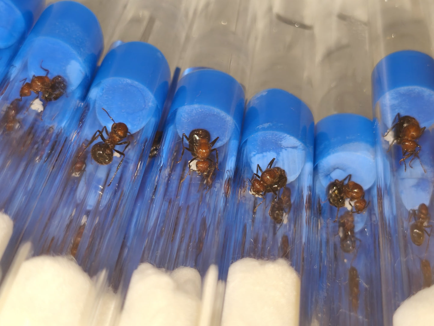 Myrmicaria brunnea (褐色脊红蚁)