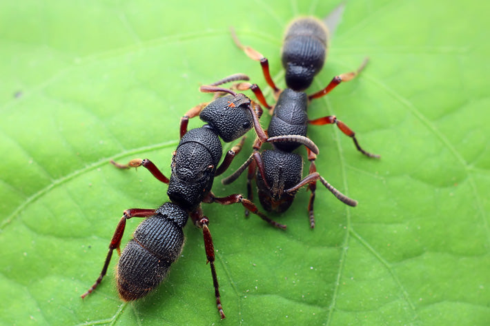 Pseudoneoponera rufipes (红足修猛蚁)