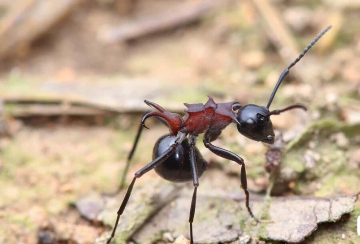 Polyrhachis lamellidens(叶形多刺蚁)