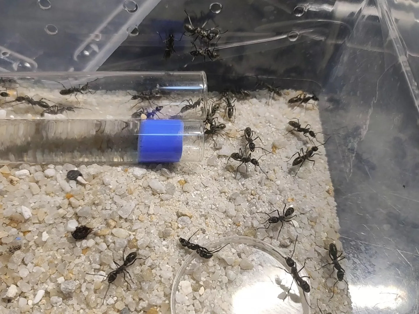 Diacamma pallidum(苍白双刺猛蚁)