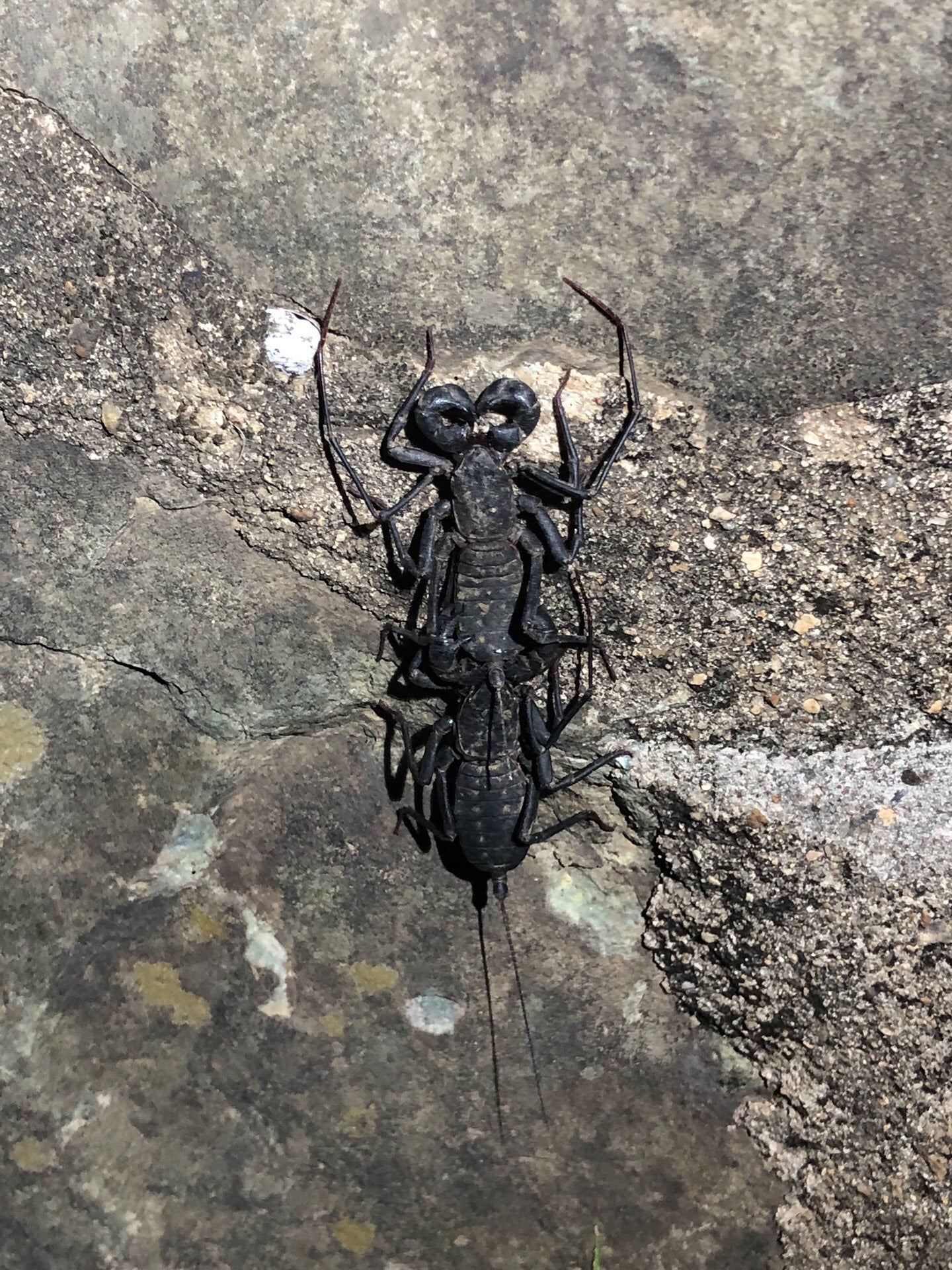 Typopeltis sinensis(长尾鞭蝎)