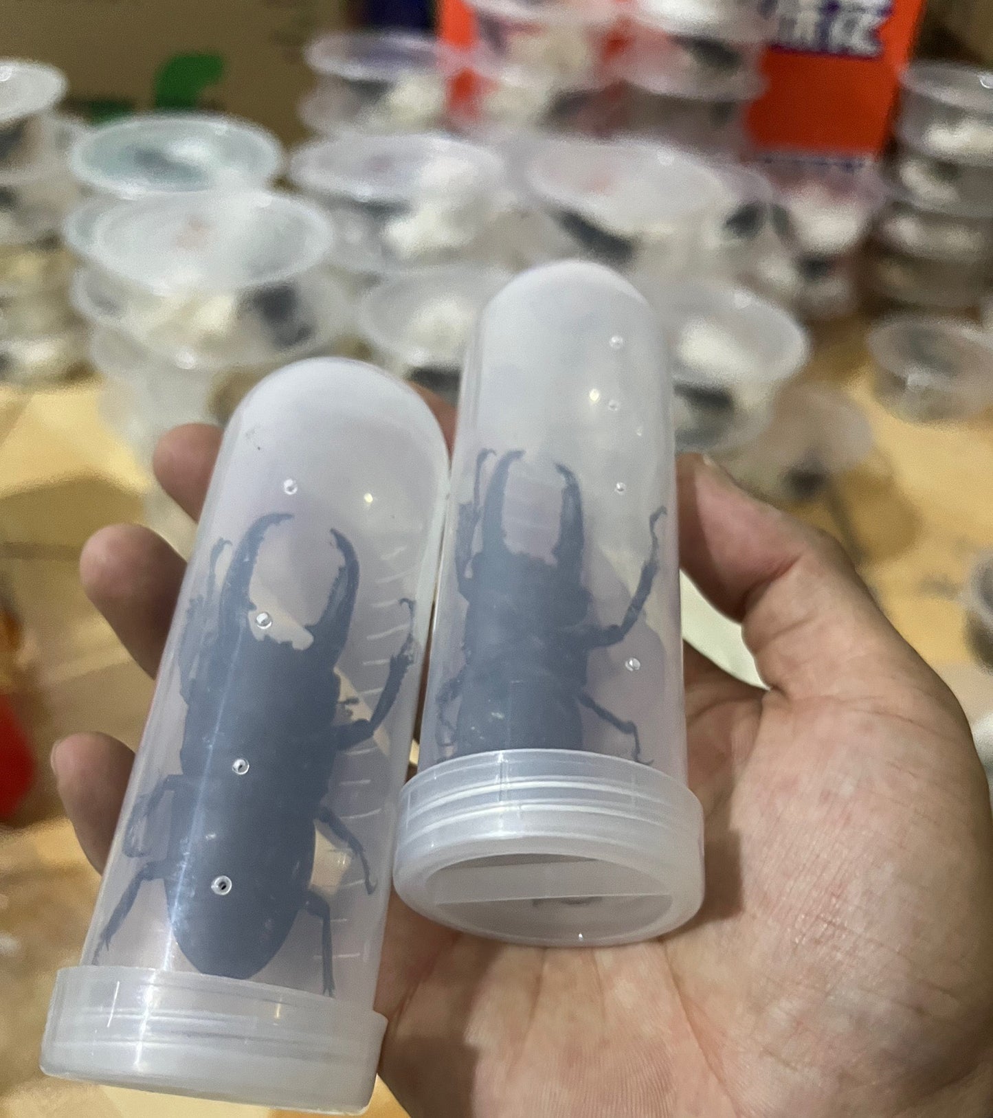 Dorcus titanus platymelus(中华大扁锹)