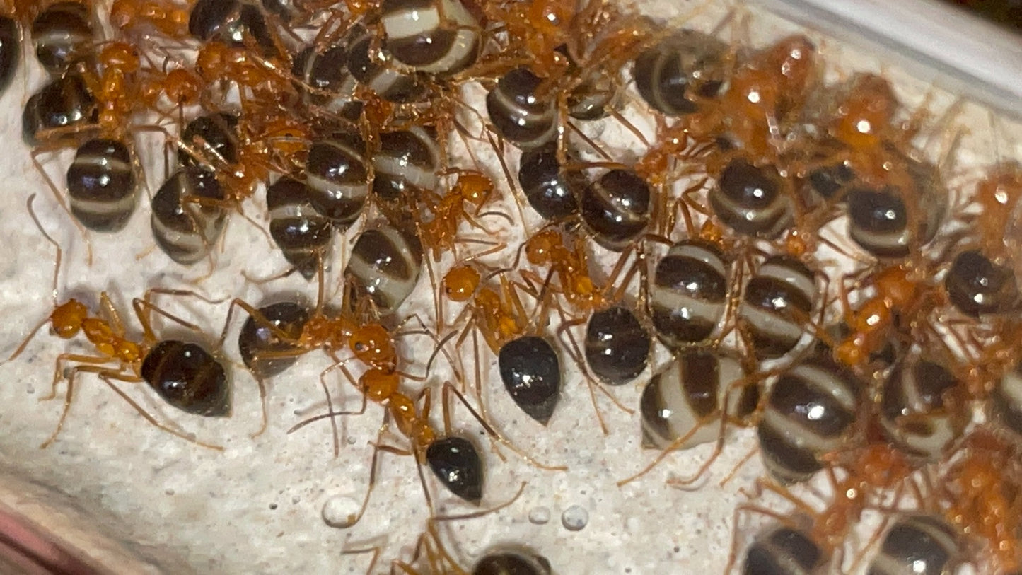 Prenolepis melanogaster (黑腹前结蚁)