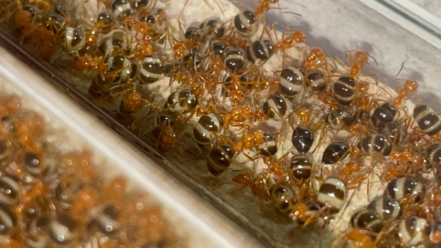 Prenolepis melanogaster (黑腹前结蚁)