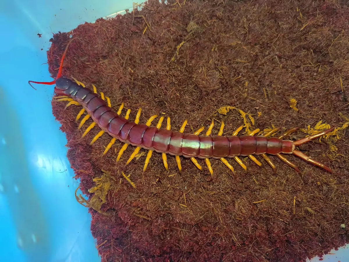 Scolopendra dehaani 'vietnam' yellow legs(越南巨人蜈蚣黄脚型)