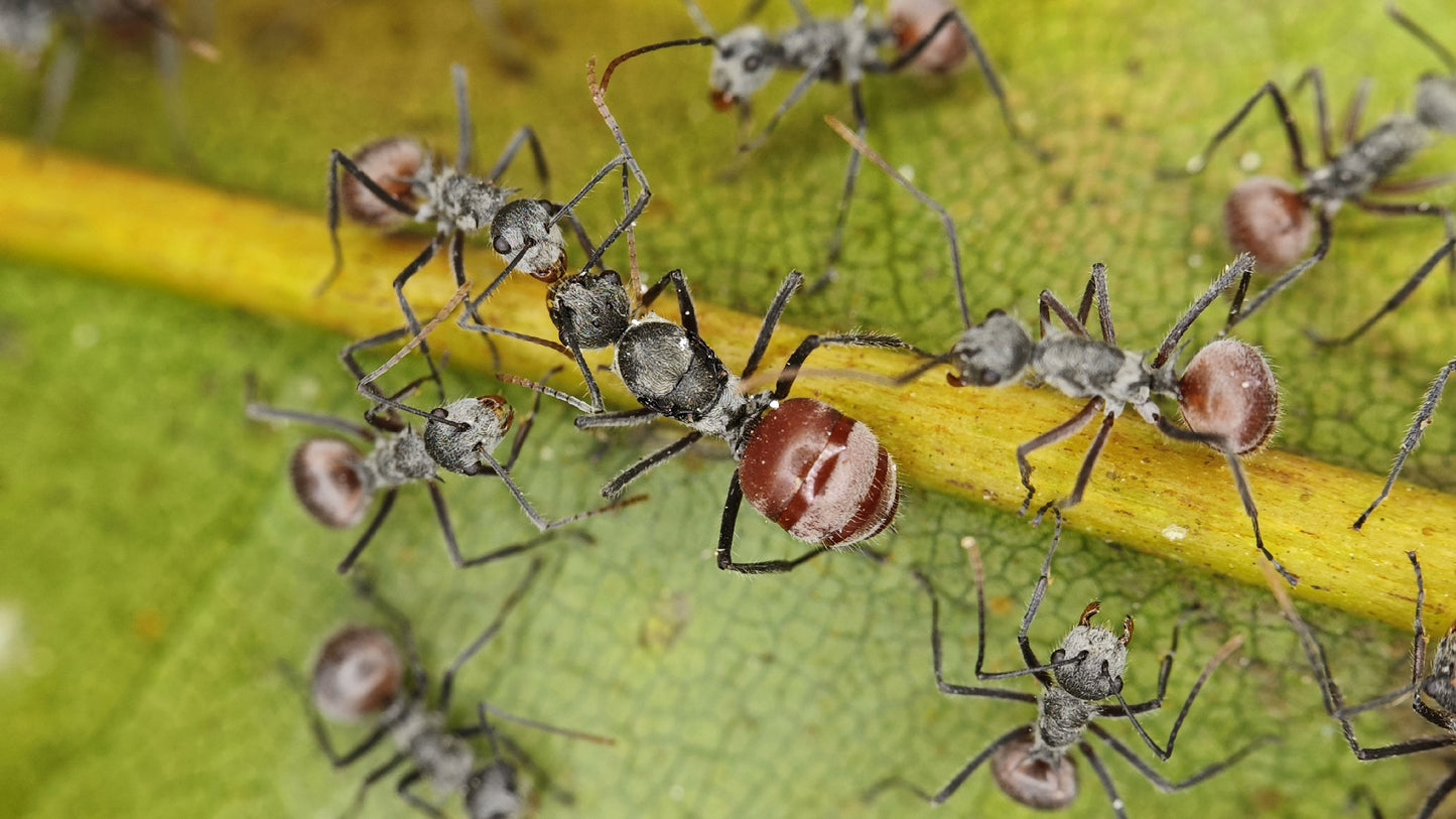 Polyrhachis rubigastrica (红腹多刺蚁)