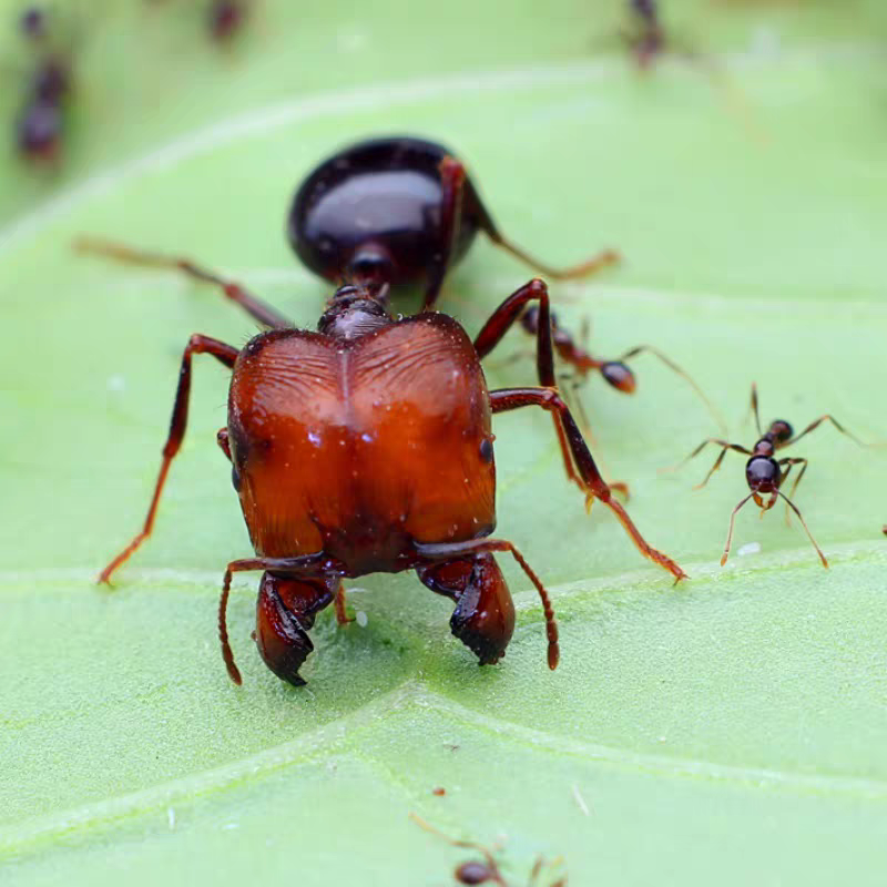 Carebara diversa(全异盲切叶蚁)