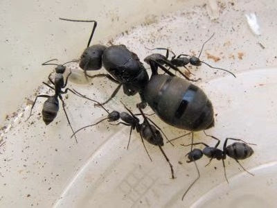 Camponotus japonicus (日本弓背蚁)