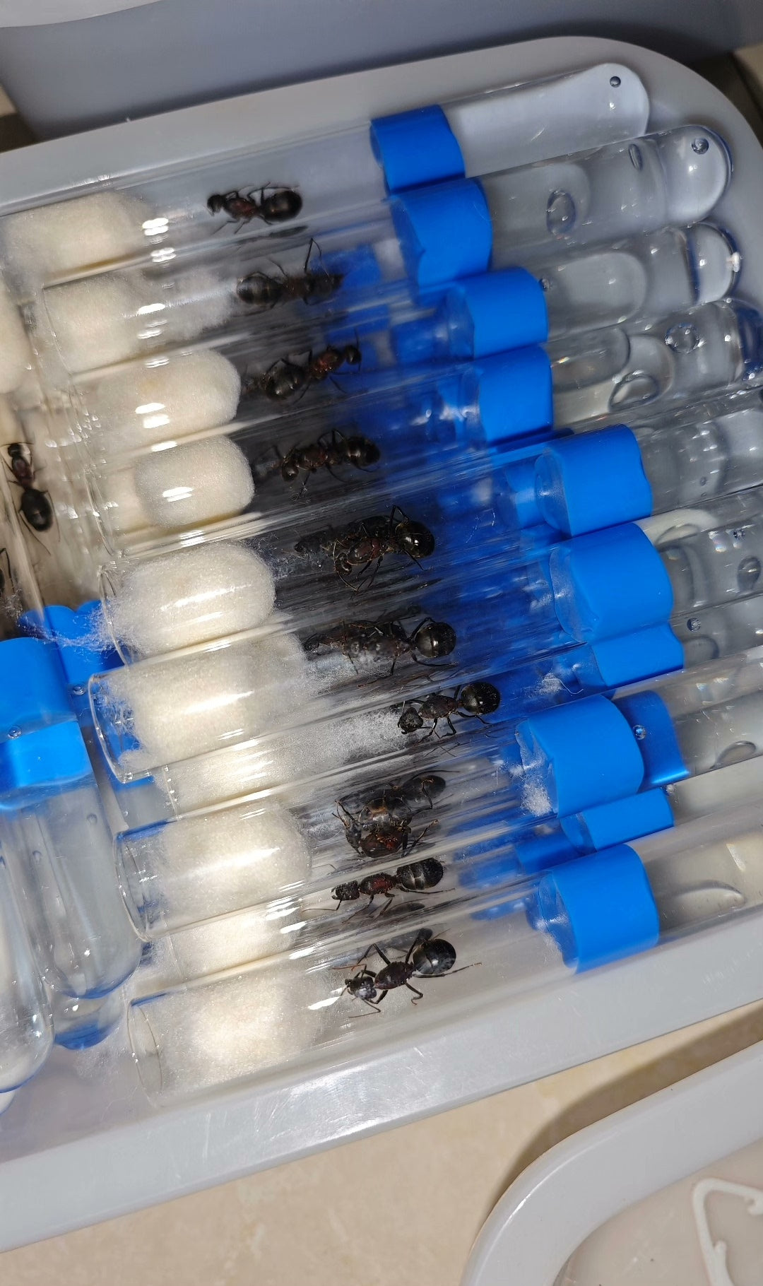 Camponotus angusticollis (窄颈弓背蚁)