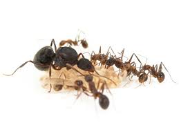 Aphaenogaster geei (大吉盘腹蚁)