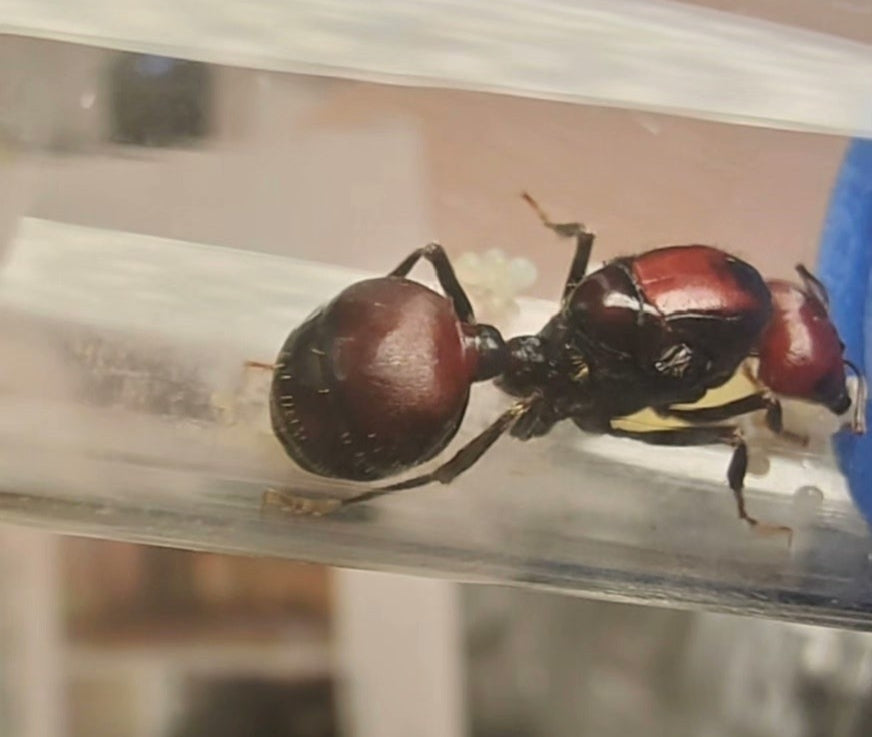 Messor cephalotes (肯尼亚收获蚁)