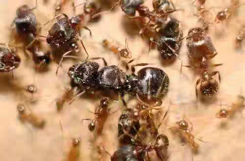 Pheidole noda(宽结大头蚁)