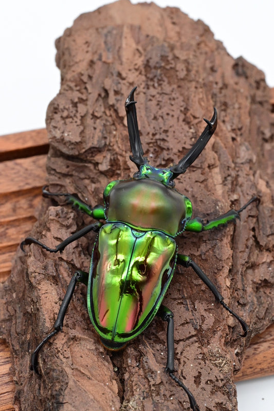 Phalacrognathus muelleri（彩虹锹甲）